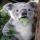koalabearguo